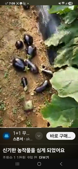 김황기님의 자유주제 · 자유게시판 작성글 사진