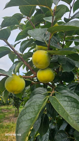 주하네팜(태추,부유님의 자유주제 · 자유게시판 작성글 사진