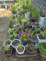 팜모닝 자유주제·자유게시판 게시글 이미지