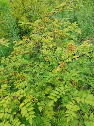 숲속의사나이님의 자유주제 · 자유게시판 작성글 사진