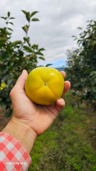 주하네팜(태추,부유님의 자유주제 · 자유게시판 작성글 사진