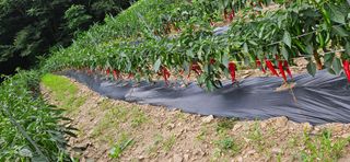 임 촌장.님의 자유주제 · 자유게시판 작성글 사진