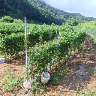 오영도님의 자유주제 · 자유게시판 작성글 사진