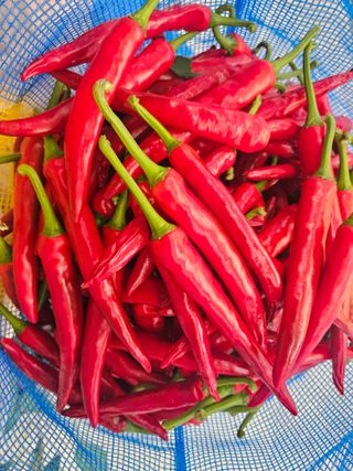 아이농장님의 고추 · 일상 작성글 사진