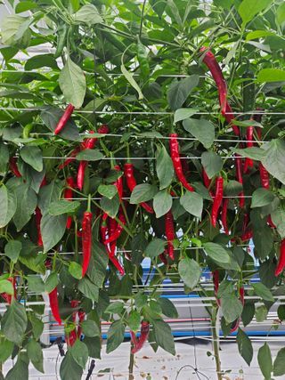 아이농장님의 고추 · 일상 작성글 사진