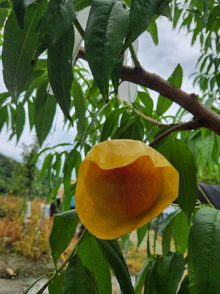 행복농원님의 자유주제 · 자유게시판 작성글 사진