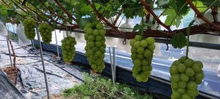 김근조님의 자유주제 · 자유게시판 작성글 사진