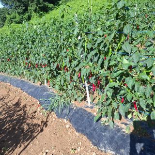 오영도님의 자유주제 · 자유게시판 작성글 사진