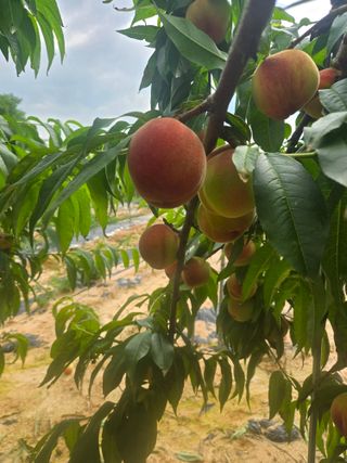 자연인님의 자유주제 · 자유게시판 작성글 사진
