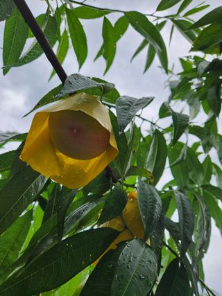 행복농원님의 자유주제 · 자유게시판 작성글 사진