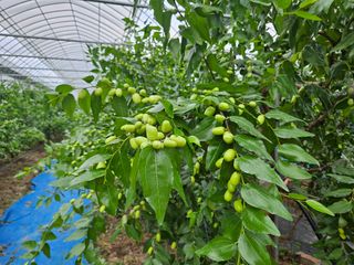 대추 9544님의 자유주제 · 자유게시판 작성글 사진