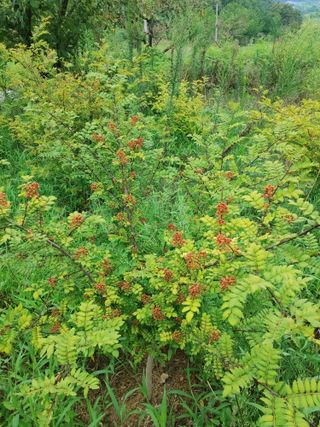 숲속의사나이님의 자유주제 · 자유게시판 작성글 사진