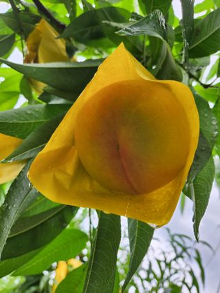 행복농원님의 자유주제 · 자유게시판 작성글 사진