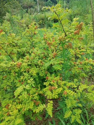 숲속의사나이님의 자유주제 · 자유게시판 작성글 사진
