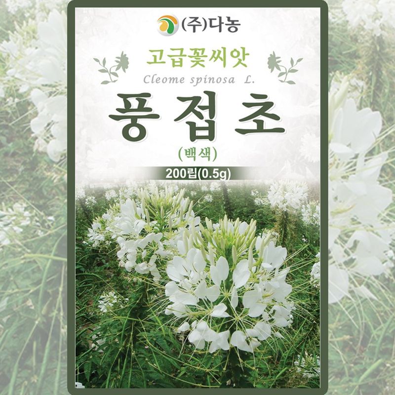 장터 상품 [백색 풍접초 씨앗 200립 족두리꽃 꽃씨  종자 5개+랜덤씨앗1개 증정] 썸네일