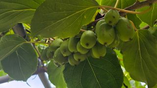 허 동길(길이농장)님의 자유주제 · 자유게시판 작성글 사진