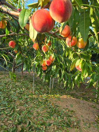 자연인님의 자유주제 · 자유게시판 작성글 사진