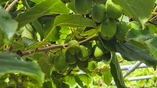 허 동길(길이농장)님의 자유주제 · 자유게시판 작성글 사진