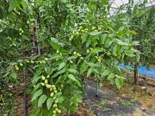 대추 9544님의 자유주제 · 자유게시판 작성글 사진