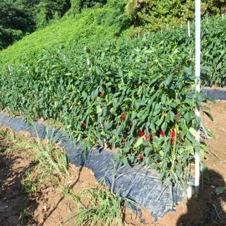 오영도님의 자유주제 · 자유게시판 작성글 사진