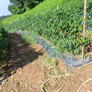 오영도님의 자유주제 · 자유게시판 작성글 사진