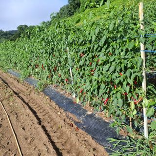 오영도님의 자유주제 · 자유게시판 작성글 사진