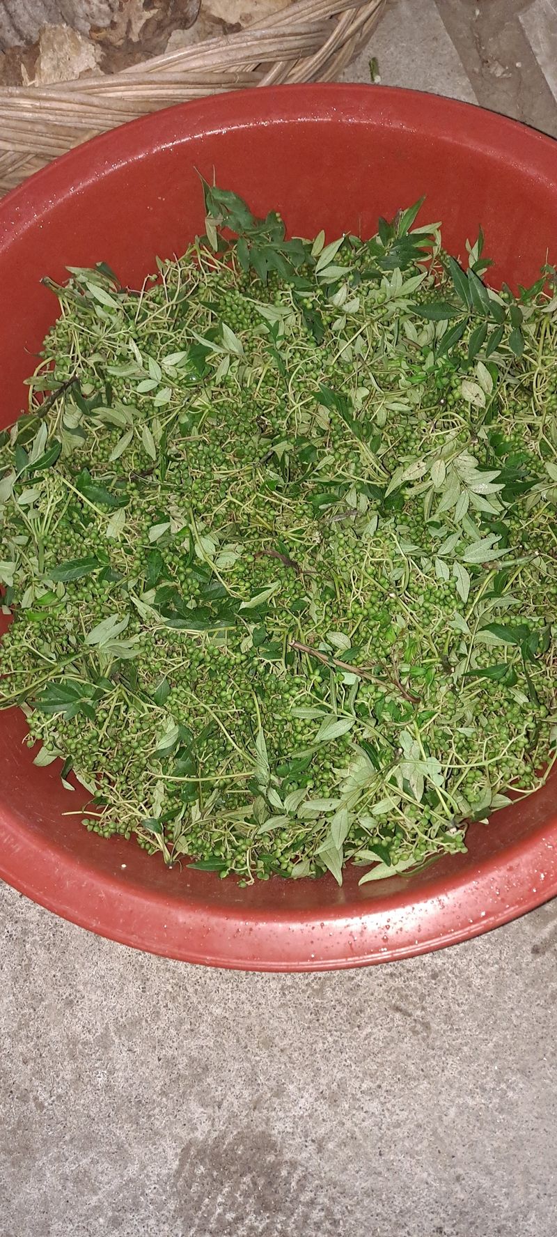 장터 상품 [산초] 썸네일