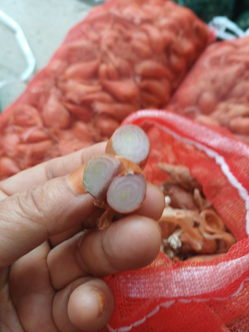 삼성농산님의 장터 판매 상품 [(완료)자색삼동파.달래파 주아판매] 첨부 사진