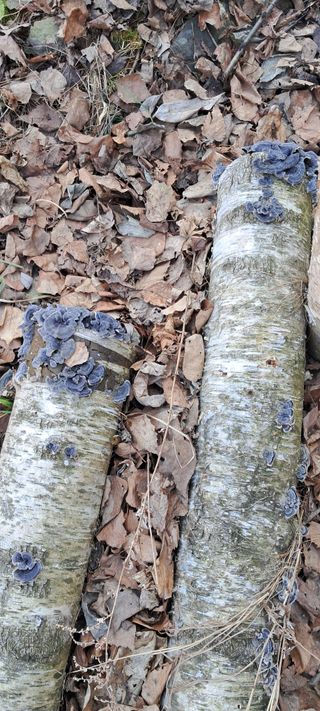 자연애 대풍농장님의 자유주제 · 자유게시판 작성글 사진