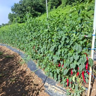 오영도님의 자유주제 · 자유게시판 작성글 사진