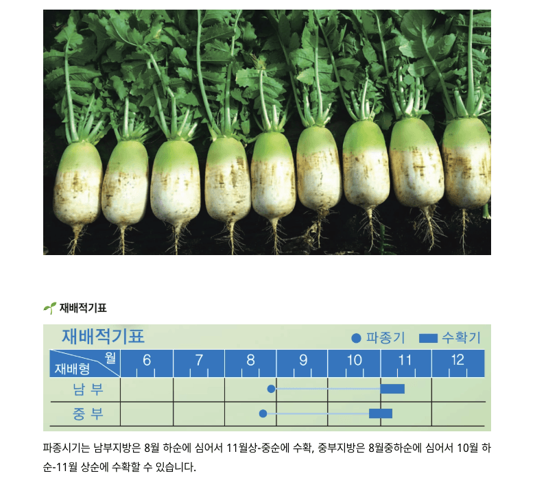 주주씨앗님의 장터 판매 상품 [달고나무 + 돌산갓 씨앗 세트 / 김장채소 씨앗] 첨부 사진