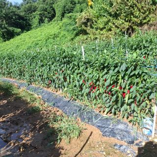 오영도님의 자유주제 · 자유게시판 작성글 사진