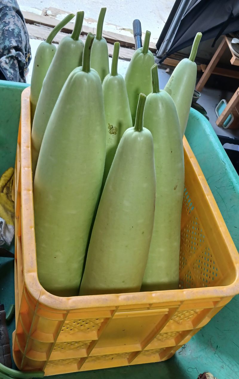 산성골농장님의 장터 판매 상품 [장대박] 첨부 사진