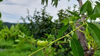 유병욱님의 농사, 무엇이든 물어보세요! · 참여글 작성글 사진