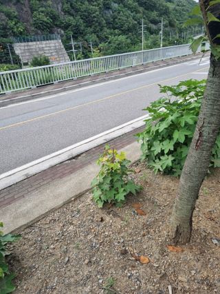 김용대님의 자유주제 · 자유게시판 작성글 사진