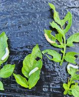 팜모닝 자유주제·자유게시판 게시글 이미지