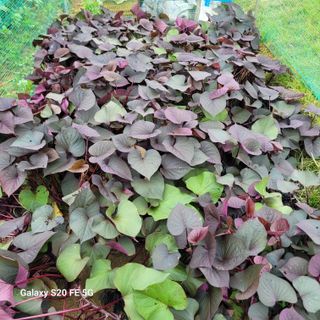 정찬영님의 자유주제 · 자유게시판 작성글 사진