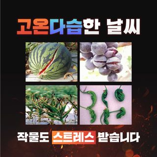 누보농장님의 자유주제 · 자유게시판 작성글 사진