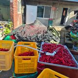 팜모닝 자유주제·자유게시판 게시글 이미지