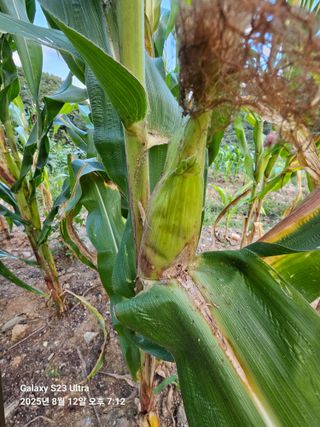 방완영님의 옥수수 · 자유게시판 작성글 사진