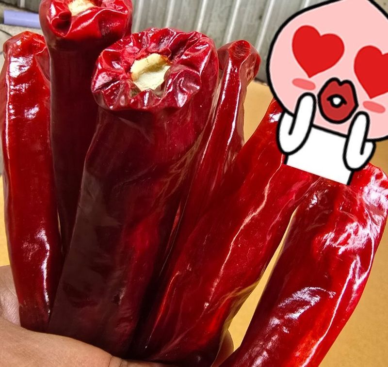 고추농사 정 미라님의 장터 판매 상품 [태양초고춧가루600g 1근] 첨부 사진