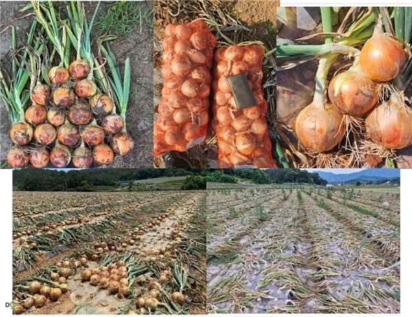 대산농사대장님의 장터 판매 상품 [굿볼 F1 양파 씨앗 저장성 순도 우수중만생 25.000립 ] 첨부 사진