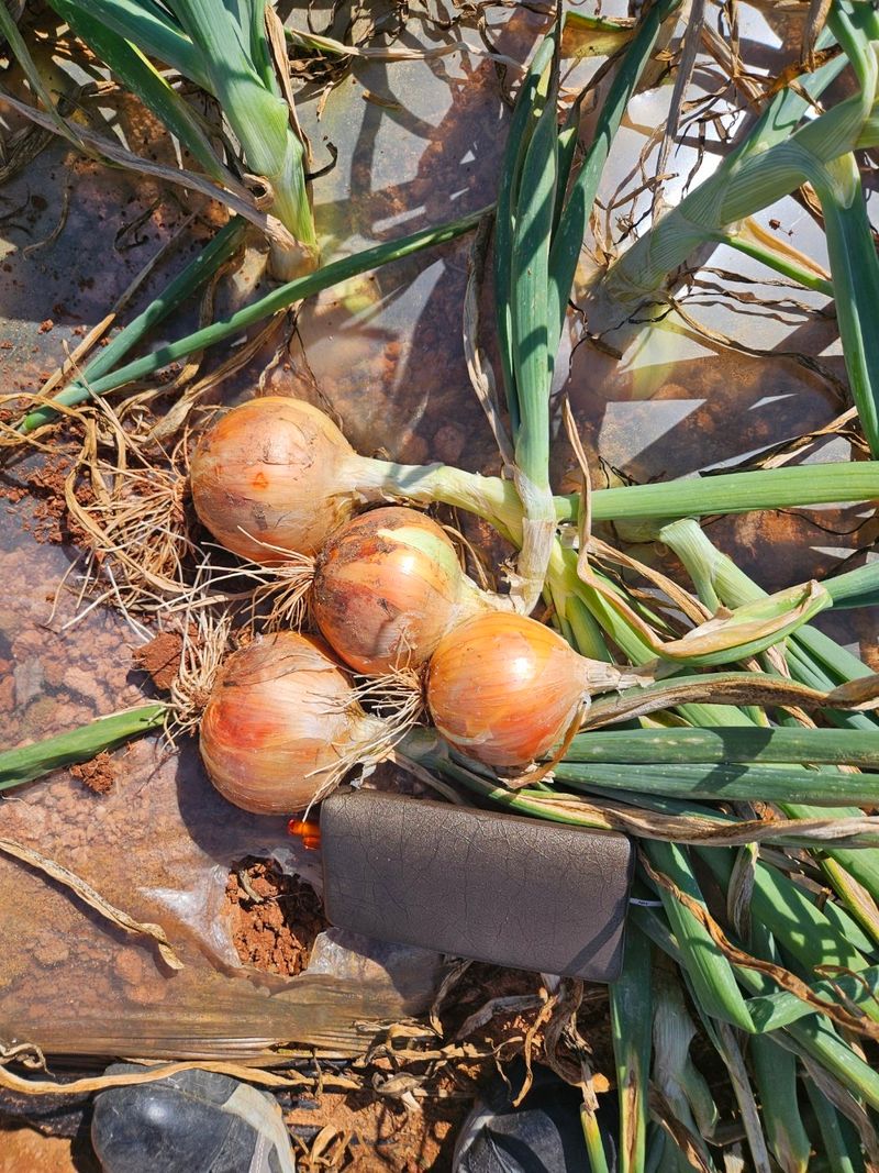 대산농사대장님의 장터 판매 상품 [굿볼 F1 양파 씨앗 저장성 순도 우수중만생 25.000립 ] 첨부 사진