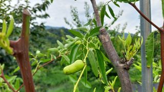 유병욱님의 농사, 무엇이든 물어보세요! · 참여글 작성글 사진