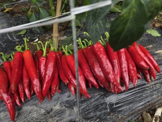 고추농사 정 미라님의 작성글 사진