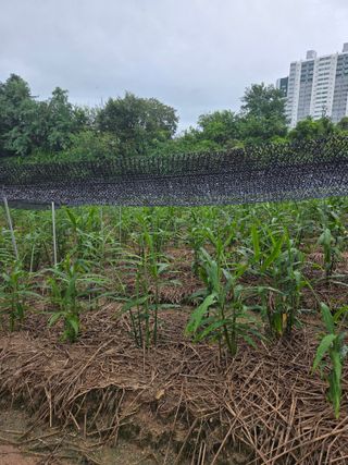 대산농사대장님의 자유주제 · 자유게시판 작성글 사진
