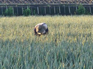 준영농장 출석왕.님의 자유주제 · 자유게시판 작성글 사진