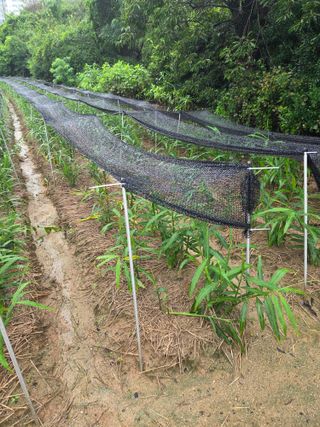 대산농사대장님의 자유주제 · 자유게시판 작성글 사진
