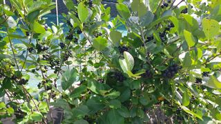 임곡농장김향중님의 자유주제 · 자유게시판 작성글 사진