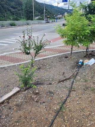 김용대님의 자유주제 · 자유게시판 작성글 사진